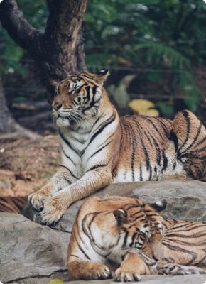 Tour Tailandia 13 días -Tiger Kingdom